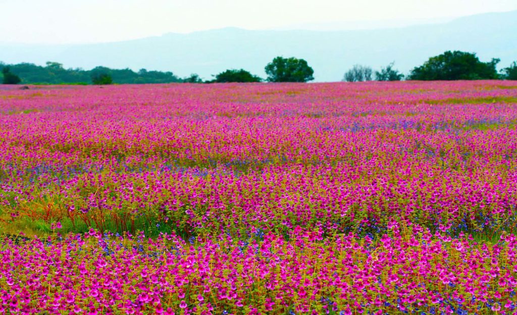 Travel Image 2