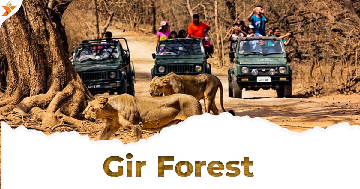 
									Sasan Gir  